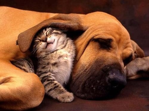 cuddling animals